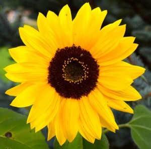Sonnenblume Logo Aniko