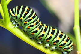 caterpillar-1421498__180