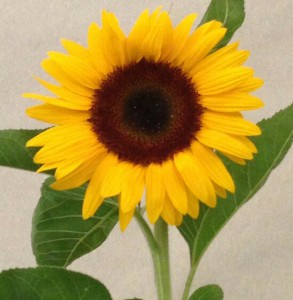 Sonnenblume von Christa