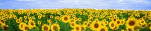 cropped-cropped-sunflower-11574_19202.jpg