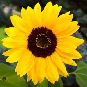 cropped-sunflower2.jpg