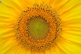 sunflower-829967__180