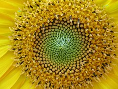 sunflower-917920__180Kerne