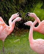 flamingos-1335042__180