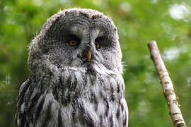 owl-1446668__180