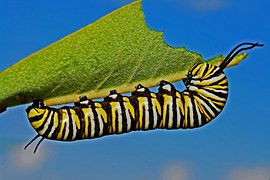 caterpillar-562104__180