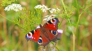 peacock-butterfly-1526939__180