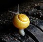 snail-505511__180