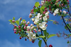 apple-blossom-173566__180