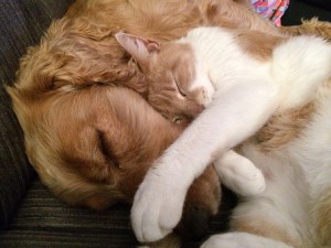 cat-and-dog-775116__340