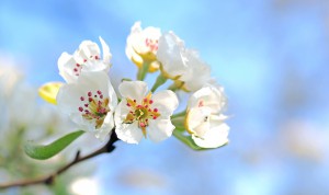 apple-blossoms-1368187_960_720
